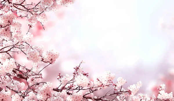 Horizontal banner with sakura flowers of pink color on misty backdrop. Beautiful nature spring background with a branch of blooming sakura. Sakura blossoming season in Japan