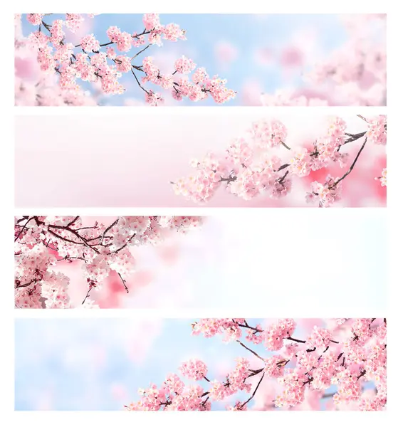 Set Horizontal Banner Sakura Flowers White Pink Colors Collection Beautiful — Stock Photo, Image