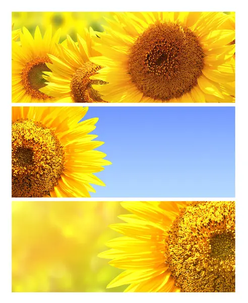 Set of banners with sunflower on sunny nature background. Horizontal agriculture summer banner with sunflower field. Organic food production. Harvest of farm product. Oilseed crop. Copy space for text