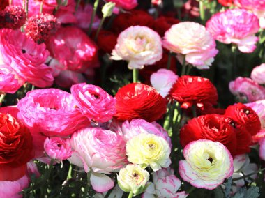 Ranunculus çiçekleri Yamashita Park, Yokohama, Japonya 'da çiçek tarhında. Renkli bahar Ranunculus asiaticus (İran düğün çiçeği) çiçekleri