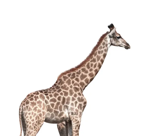 Niedliche Giraffe Seitenansicht Die Profilansicht Der Giraffe Afrikanisches Wildtier Isoliert — Stockfoto