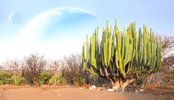 Fantástico Paisaje Con Desierto Arena Cactus Gigantes Planetas Cielo Hermoso — Foto de Stock
