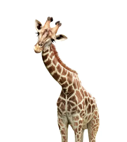 Cute Curiosity Giraffe Giraffe Looks Interested Animal Stares Interestedly Isolated — Stock Photo, Image