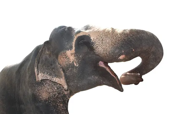코끼리의 클로즈업 엘레파스 막시무스 배경에 — 스톡 사진