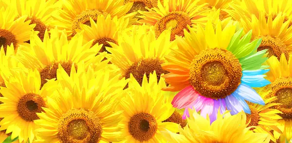 自分であること ユニークであること ほとんどの人がそうではない 黄色い花とカラフルな太陽の花のフィールド 群衆から際立って際立って 創造的なアイデア 別の独立のコンセプト — ストック写真