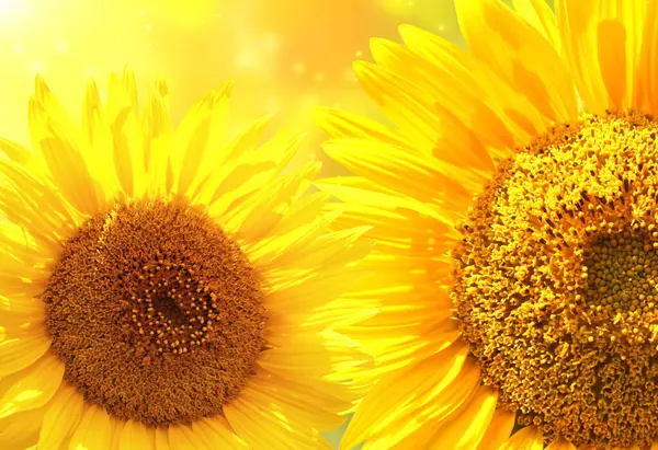 Sonnenblumen Auf Verschwommenem Sonnigem Hintergrund Horizontale Sommerfahne Der Landwirtschaft Mit — Stockfoto
