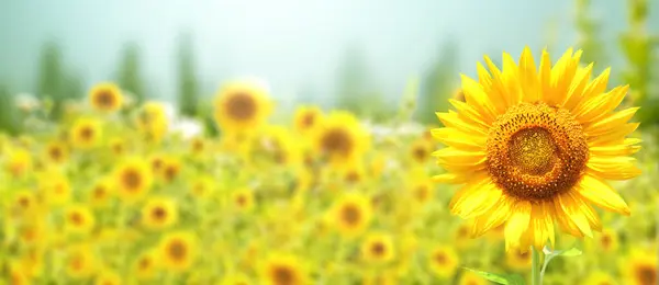 Slunečnice Rozmazaném Slunném Přírodním Pozadí Horizontální Zemědělský Letní Prapor Slunečnicovým — Stock fotografie