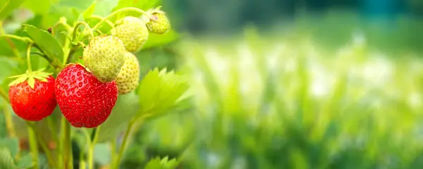 Dojrzały Truskawka Zielony Trawa Słoneczny Piękny Przyroda Wiosenny Tło Letnia — Zdjęcie stockowe