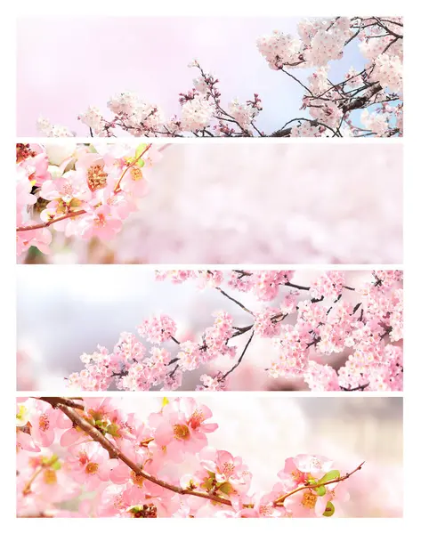 一组水平横幅 有白色和粉红色的樱花花 集美丽的自然春天背景为一体的枝条盛开的藏红花 花神在日本的时间 文本的复制空间 — 图库照片#
