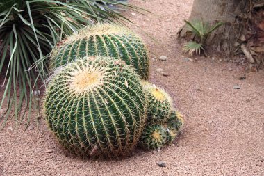 Big barrel cactus (Echinocactus grusonii) in decorative garden. Golden barrel cactus growing outdoor clipart