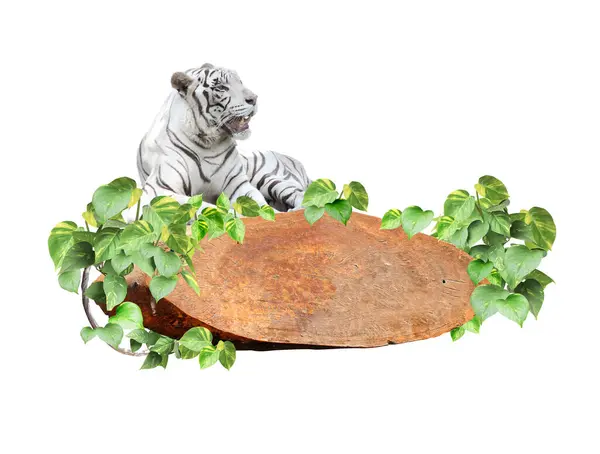 Винтажная Деревянная Доска Ветвями Лианы Тропическими Листьями Лежащим Белым Тигром — стоковое фото