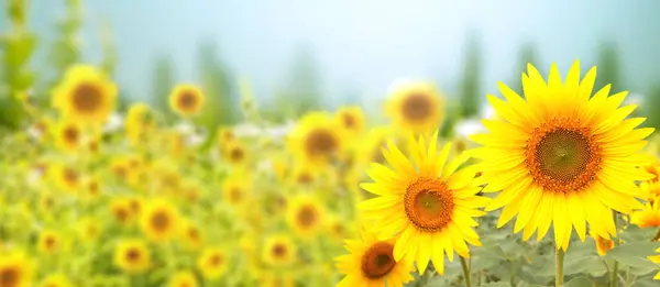 Slunečnice Rozmazaném Slunném Přírodním Pozadí Horizontální Zemědělský Letní Prapor Slunečnicovým — Stock fotografie