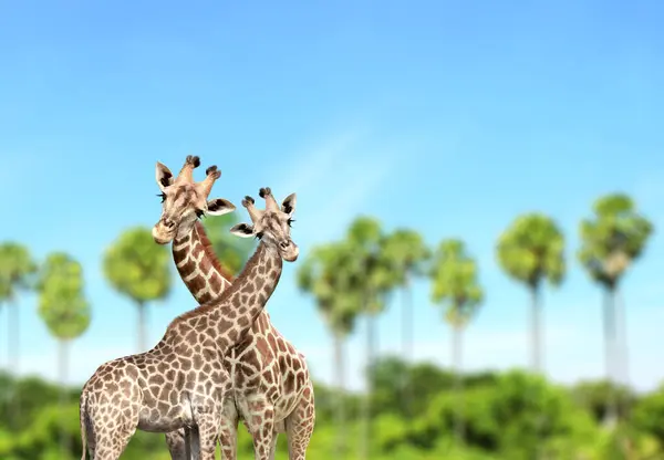Duas Girafas Curiosidade Fofas Fundo Paisagem Verão Par Girafas Parece — Fotografia de Stock