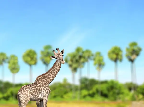 Yaz Manzarası Arka Planında Sevimli Meraklı Zürafa Zürafa Ilgili Görünüyor — Stok fotoğraf