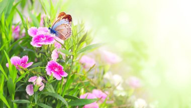 Spring sunny background with pink carnation (Dianthus caryophyllus) flowers and butterfly. Horizontal backdrop with butterfly on clove pink flower, green leaves. Copy space for text. Mock up template clipart