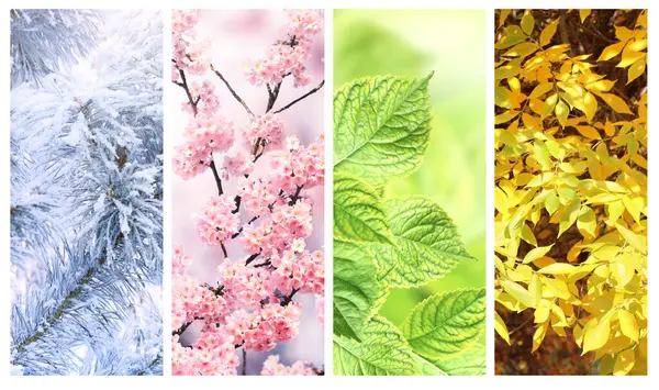 Four Seasons Year Set Vertical Nature Banners Winter Spring Summer — Foto Stock
