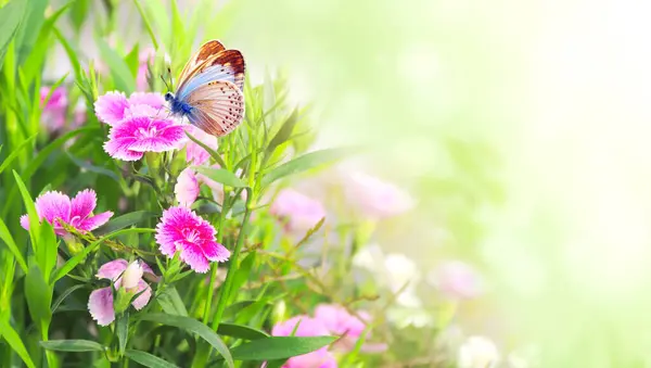 春の晴れたバックグラウンド ピンクのカーネーション ダイアナスカロフィルス の花と蝶 クローブピンクの花 緑の葉に蝶が付いている水平な背景 テキストのためのスペースをコピーします テンプレートのモックアップ — ストック写真