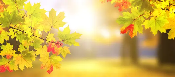 Sakin Bir Sonbahar Sezonu Akçaağaç Yaprakları Güneşli Güzel Sonbahar Manzarasında — Stok fotoğraf