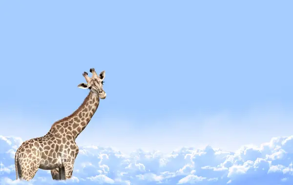 Симпатичный Жираф Любопытством Фоне Неба Жираф Выглядит Заинтересованным Животное Интересно — стоковое фото