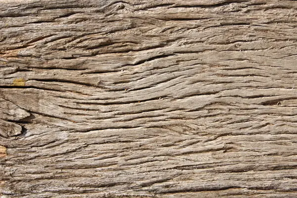 Fundo Natural Horizontal Vertical Com Textura Casca Árvore Close Árvore — Fotografia de Stock