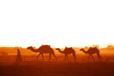 Horizontal banner with caravan of camels in Sahara desert, Morocco. Driver-berber with three camels dromedary on sunrise sky background and traditional moroccan houses clipart