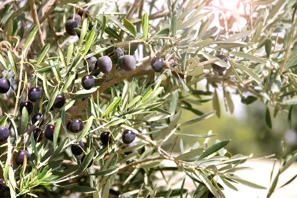 橄榄树上有成熟的黑色橄榄的水平横幅 橄榄枝在阳光灿烂的背景下紧密相连 模拟模板 文本的复制空间 — 图库照片#