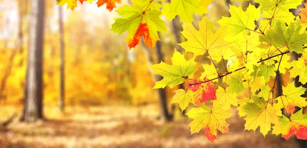 淡定的秋天枫树叶子在阳光明媚的自然秋景上 水平秋旗 枫叶红 黄三色 文本的复制空间 — 图库照片#