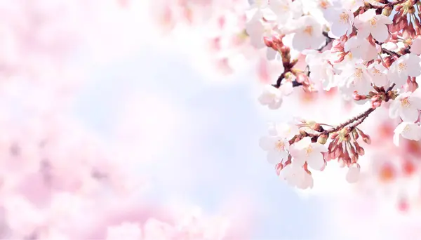 Horizontales Banner Mit Sakura Blüten Von Rosa Farbe Auf Blauem — Stockfoto