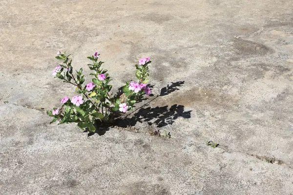 植物生长在破碎的沥青中 有花朵的小植物生长在混凝土中 将生命视为在充满挑战的环境中茁壮成长的奋斗 力量和决心的充满希望的观点 — 图库照片#