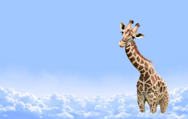 Cute curiosity giraffe on sky landscape background. The giraffe looks interested. Animal stares interestedly. Beautiful scenic with giraffe in the clouds. Copy space for text clipart