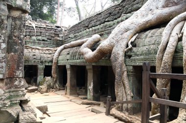 Ta Prohm tapınağındaki dev banyan ağacının kökleri, Angkor Wat (Angkor Thom), Siem hasadı, Kamboçya