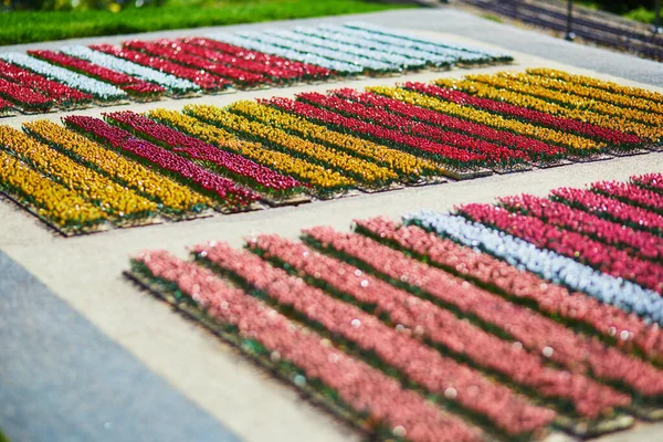 Haya Países Bajos Abril 2022 Mini Campos Tulipanes Madurodam Miniature —  Fotos de Stock