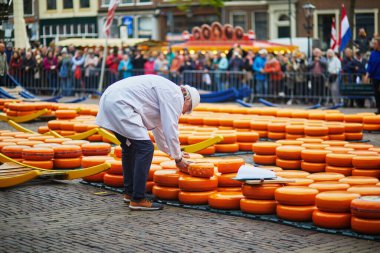 ALKMAAR, NETHERLANDS - 29 Nisan 2022: Hollanda 'nın Alkmaar kentindeki ünlü Hollanda peynir pazarında peynirle yürüyen peynir taşıyıcılar
