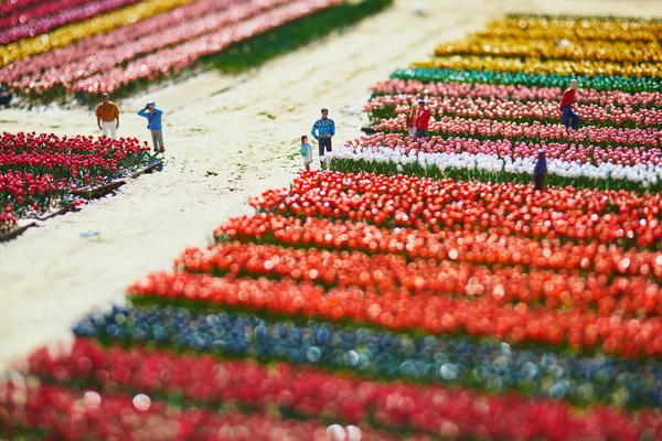Hague Niderlandy Kwiecień 2022 Mini Pola Tulipanów Miniaturowym Parku Madurodam — Zdjęcie stockowe