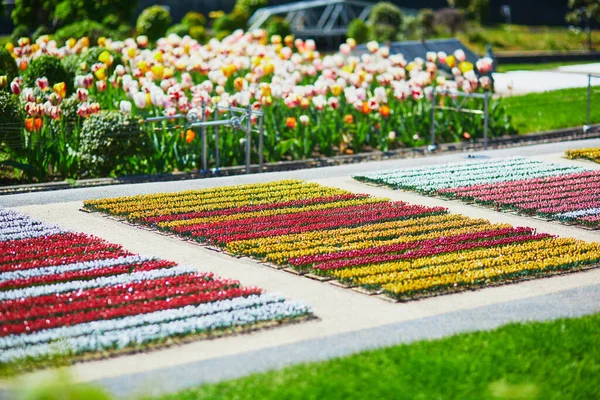 Aia Paesi Bassi Aprile 2022 Mini Campi Tulipani Nel Parco — Foto Stock