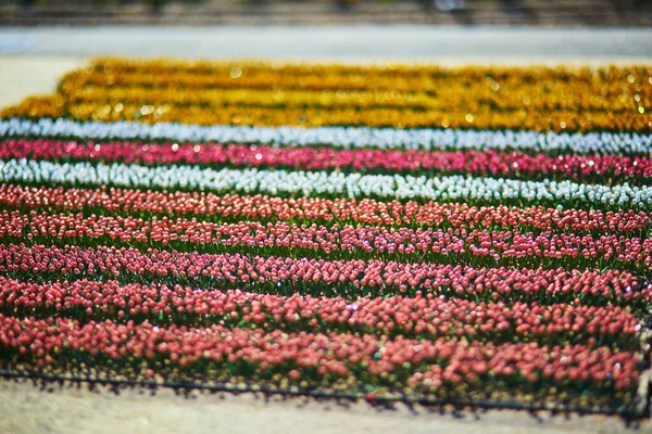Haya Países Bajos Abril 2022 Mini Campos Tulipanes Madurodam Miniature — Foto de Stock