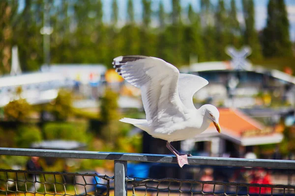 Haha Nizozemsko 2022 Ptáci Miniaturním Parku Madurodam Haag Nizozemsko Holandsko — Stock fotografie
