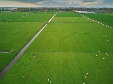 Tarlada otlayan koyunlar ve ineklerle geleneksel Hollanda yel değirmeninin insansız hava aracı görüntüsü. Hollanda 'nın tipik kırsal manzarası