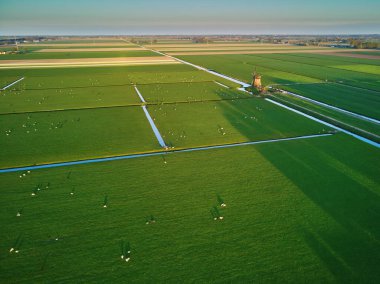 Tarlada otlayan koyunlar ve ineklerle geleneksel Hollanda yel değirmeninin insansız hava aracı görüntüsü. Hollanda 'nın tipik kırsal manzarası