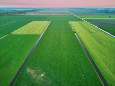 Tipik Hollanda tarlaları ve polenler için hava aracı görüntüsü. Hollanda 'nın tipik kırsal manzarası