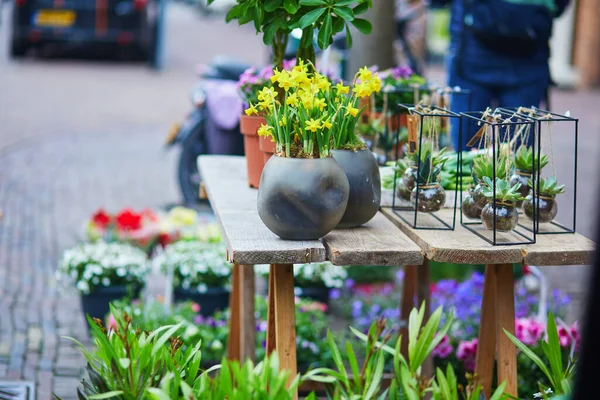 Beautiful Yellow Narcissi Outdoor Flower Market Street Alkmaar Netherlands — Stock Photo, Image