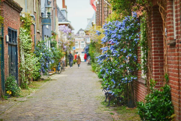 Vacker Gata Dekorerad Med Blommor Staden Alkmaar Nederländerna — Stockfoto