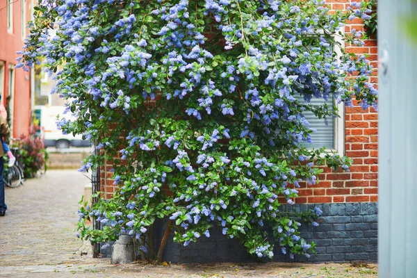 Bela Rua Decorada Com Flores Cidade Alkmaar Nos Países Baixos — Fotografia de Stock