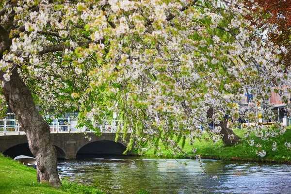 Красивый Город Алкмар Каналами Парками Нидерланды — стоковое фото