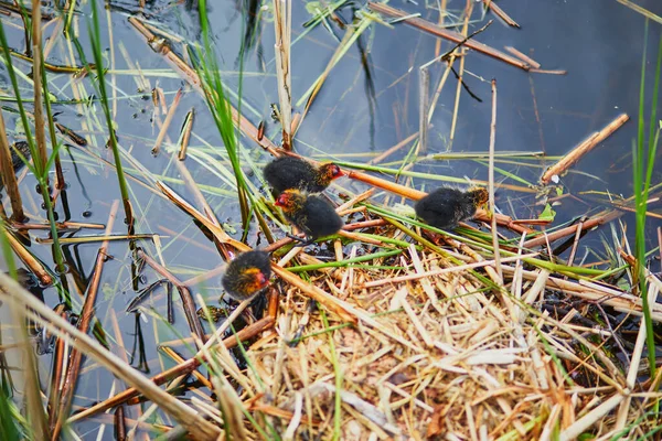 Moeder Euraziatische Koet Voedt Haar Vogels Rivier Vijver Natuur Van — Stockfoto