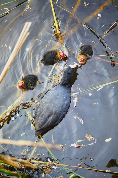 Mère Foulque Eurasienne Nourrissant Ses Oisillons Dans Rivière Étang Nature — Photo