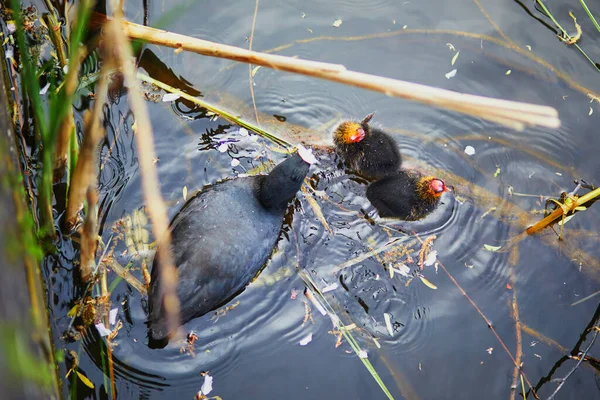 Moeder Euraziatische Koet Voedt Haar Vogels Rivier Vijver Natuur Van — Stockfoto