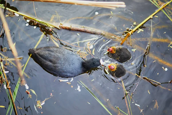 Madre Eurasiatica Folaga Nutrire Suoi Uccellini Fiume Stagno Natura Dei — Foto Stock
