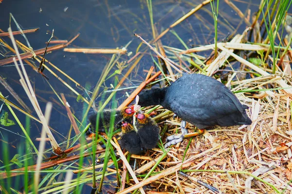 Mãe Coot Eurasiano Alimentando Seus Pássaros Rio Lagoa Natureza Dos — Fotografia de Stock