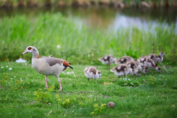 Rodina Egyptských Hus Rodičů Hnízd Vody Zelené Trávě Nizozemská Fauna — Stock fotografie